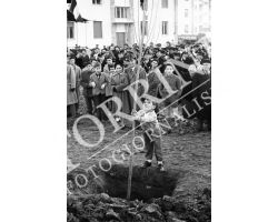 1954 7816 isolotto festa degli alberi 