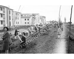 1954 7817 isolotto festa degli alberi 