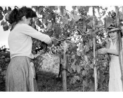 1957 09824 Vendemmia nel Chianti