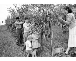 1957 09825 Vendemmia nel Chianti