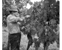  Vendemmia nel Chianti