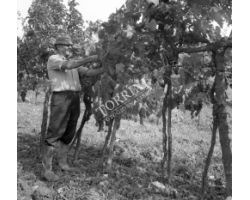 Vendemmia nel Chianti