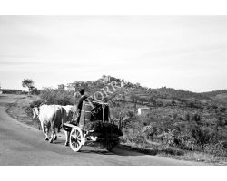Panzano in Chianti vendemmia
