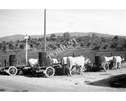  Chianti vendemmia carro di buoi